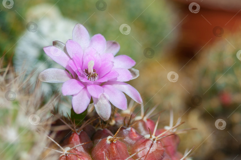 Скачать Розовый цветок кактуса Gymnocalycium damsi (небольшая глубина резкости) фотосток Ozero