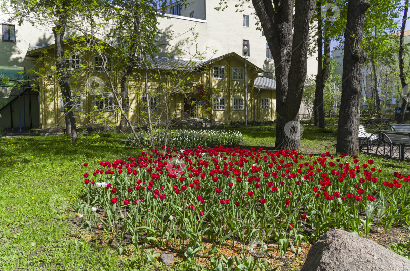 Скачать Цветущие тюльпаны в городском парке. фотосток Ozero