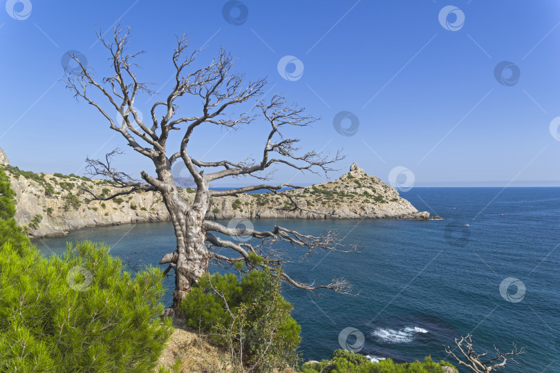 Скачать Высохшая реликтовая сосна на берегу моря. фотосток Ozero