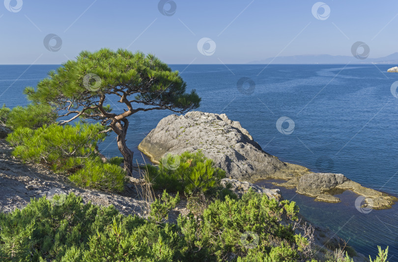 Скачать Реликтовая сосна на скалистом морском берегу. фотосток Ozero