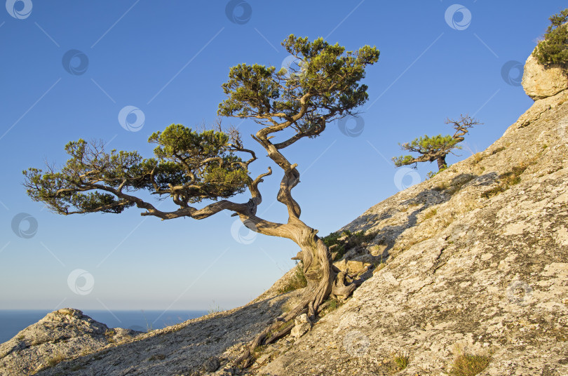 Скачать Реликтовый можжевельник на фоне безоблачного неба. фотосток Ozero