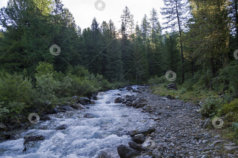 Скачать Небольшая река в Горном Алтае. Россия. фотосток Ozero