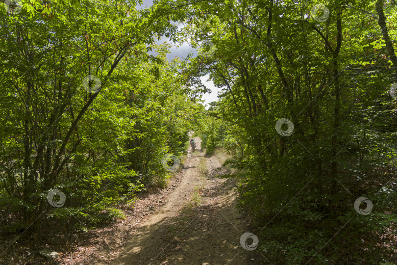 Скачать Грунтовая дорога в горном лесу. фотосток Ozero