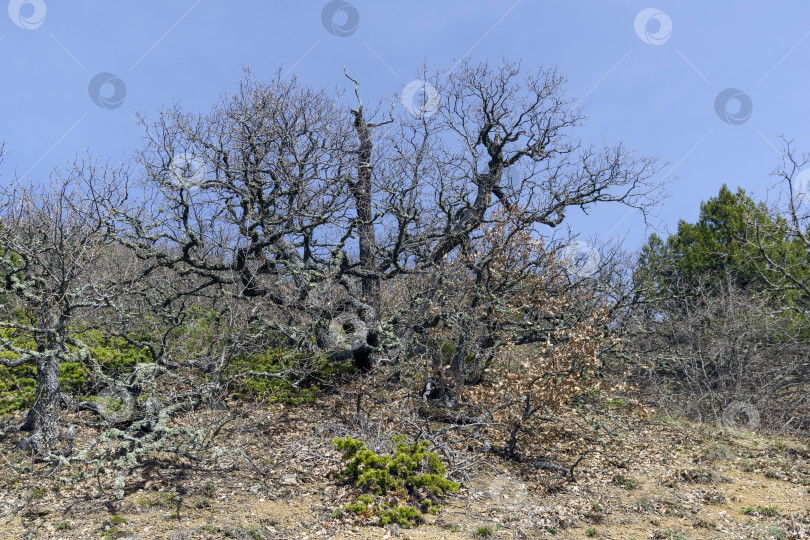 Скачать Лес в Крымских горах весной фотосток Ozero