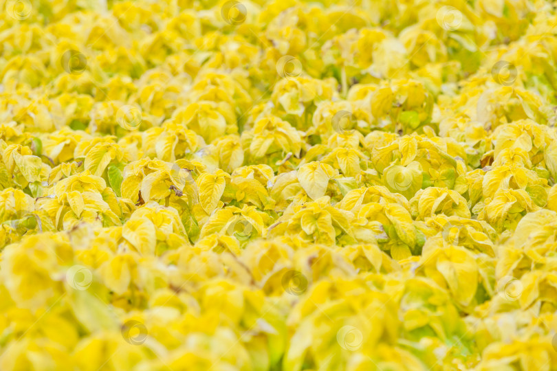 Скачать Абстрактный вид на поле из желтых декоративных листьев растения колеус в качестве фона, текстуры (небольшая глубина резкости, пространство для копирования) фотосток Ozero