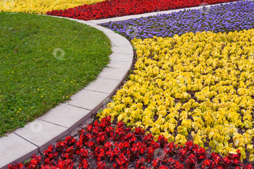 Скачать Вид на фрагмент разноцветной клумбы с бегонией, агератумом и декоративными листьями растения колеус фотосток Ozero