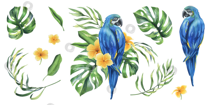 Скачать Тропические пальмовые листья, монстера и цветы плюмерии, гибискус, ярко-сочный сине-желтый попугай ара. Ботаническая иллюстрация, выполненная акварелью от руки. Набор элементов, выделяющихся на фоне фотосток Ozero