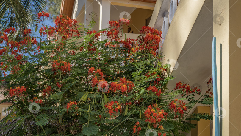 Скачать Ярко цветущее тропическое растение Caesalpinia pulcherrima фотосток Ozero