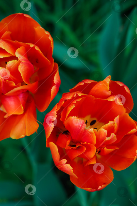 Скачать Потрясающий портрет оранжевых тюльпанов на фоне естественной листвы в саду. Тюльпаны с оранжевыми пионами, помещенные в вертикальную рамку, подчеркивают детали и текстуру, создают особый акцент. Тюльпаны на природе фотосток Ozero