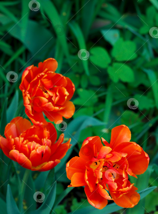 Скачать Оранжевые тюльпаны в полном цвету, демонстрирующие весеннюю красоту, копировальное пространство, вертикаль. Пышный сад оранжевых пионовидных тюльпанов. Крупный план ярких оранжевых тюльпанов на естественном фоне сочной зелени. фотосток Ozero
