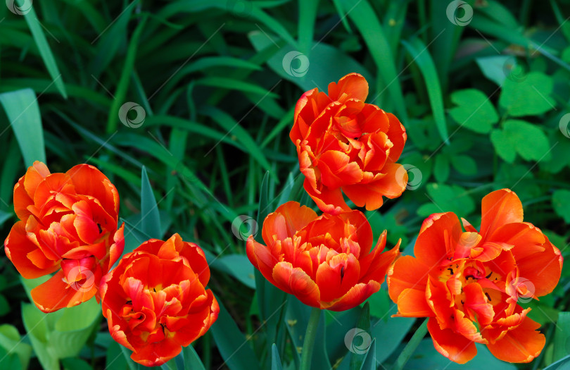 Скачать Ряд оранжевых тюльпанов в саду, естественный зеленый фон, место для копирования. Шаблон открытки ко дню женщин или матери. Яркие махровые тюльпаны, цветущие в пышном саду. Яркие оранжевые тюльпаны фотосток Ozero
