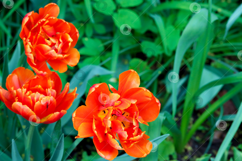 Скачать Оранжевые тюльпаны в полном цвету, демонстрирующие весеннюю красоту, копируют пространство. Пышный сад огненно-оранжевых тюльпанов, свежесть и рост. Крупный план ярких оранжевых тюльпанов на естественном фоне сочной зелени фотосток Ozero