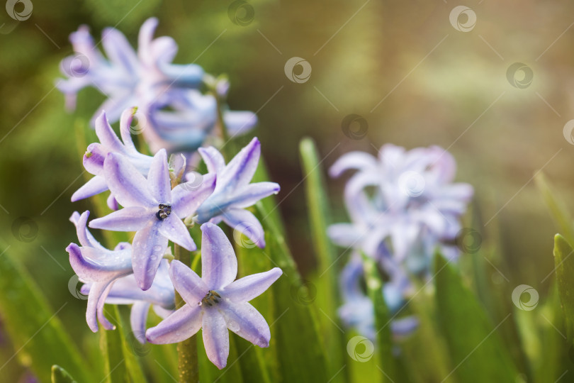 Скачать В саду цветет фиолетовый гиацинт. Выборочный фокус. фотосток Ozero