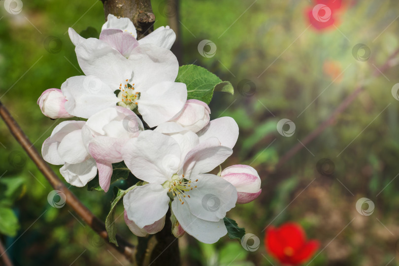 Скачать Цветы и почки на яблонях весной. Выборочный обзор фотосток Ozero