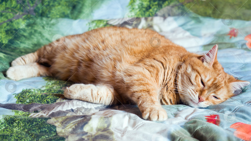 Скачать Рыжий кот нежится на кровати, завернувшись в одеяло. концепция уютного дома и отдыха. фотосток Ozero