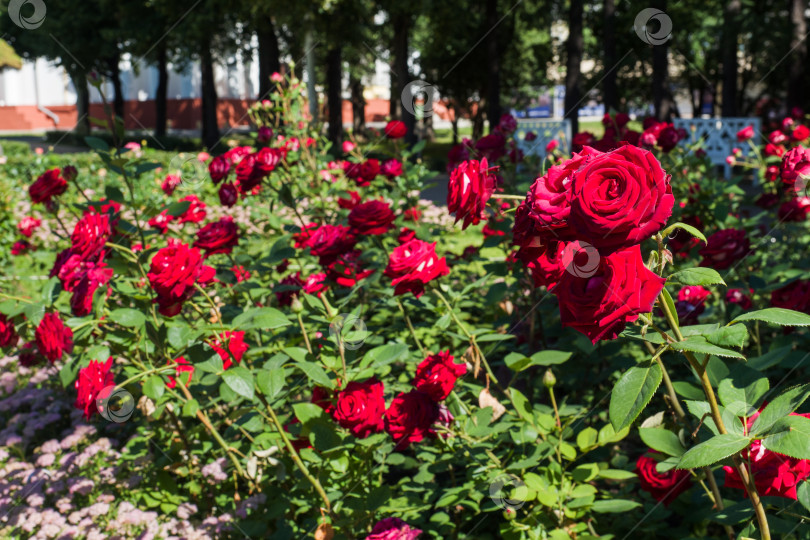 Скачать Цветущие кусты роз в летнем саду. фотосток Ozero