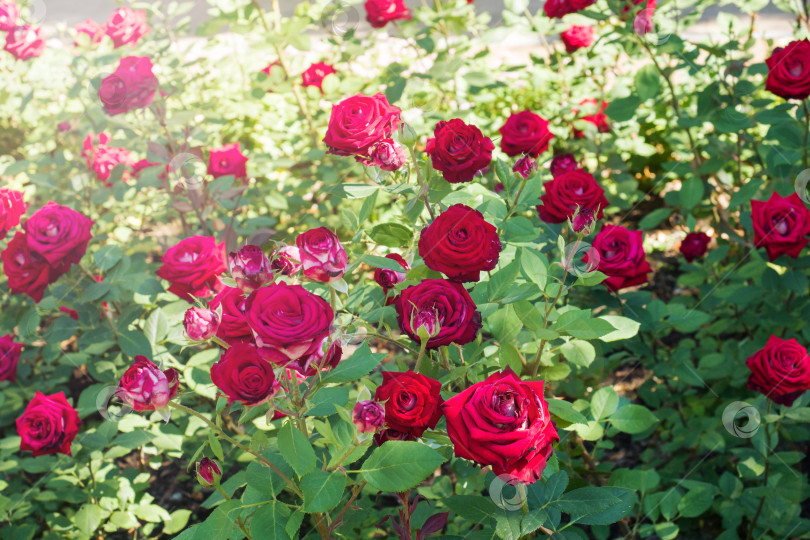 Скачать Цветущие кусты роз в летнем саду. фотосток Ozero