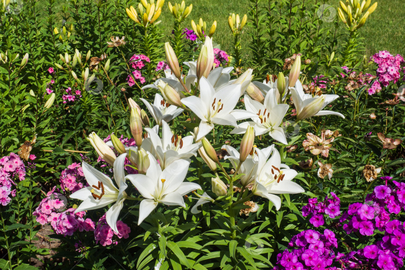 Скачать Белые лилии и другие цветы в летнем саду. фотосток Ozero