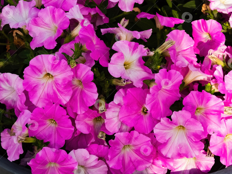 Скачать цветет розовая однолетняя петуния фотосток Ozero