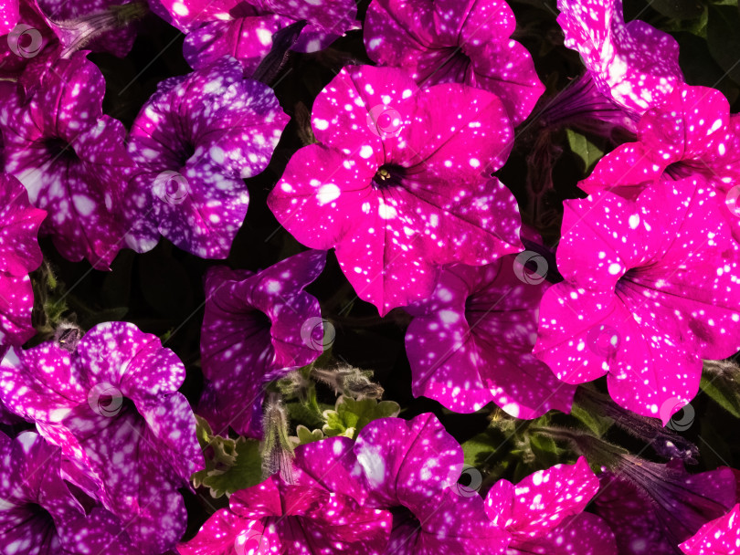 Скачать цветет фиолетовая однолетняя петуния фотосток Ozero