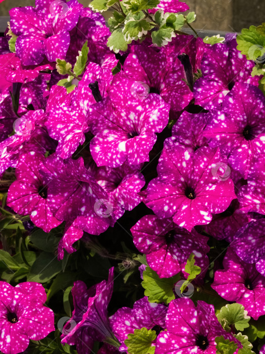 Скачать цветет фиолетовая однолетняя петуния фотосток Ozero