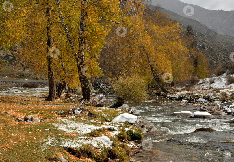 Скачать Пожелтевшие березы на берегах красивой горной реки с каменистым руслом, заросшим первым снегом. фотосток Ozero