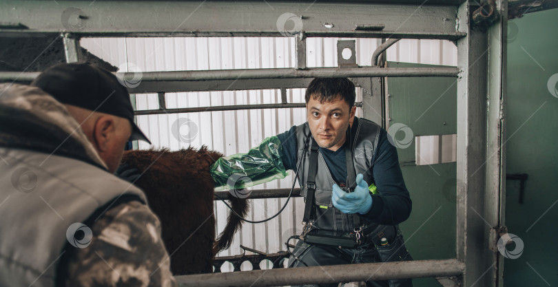 Скачать ветеринар проводит ультразвуковое обследование коровы, что является важной практикой для ранней диагностики и мониторинга здоровья домашнего скота фотосток Ozero