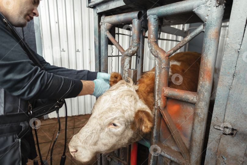 Скачать фермер прикрепляет ушную бирку к крупному рогатому скоту, что иллюстрирует важнейшую роль меток в обеспечении прослеживаемости и подотчетности в животноводческой отрасли фотосток Ozero