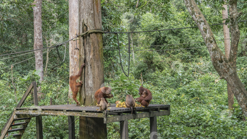 Скачать В центре реабилитации орангутангов "Сепилок" фрукты разложены на дощатом помосте. фотосток Ozero