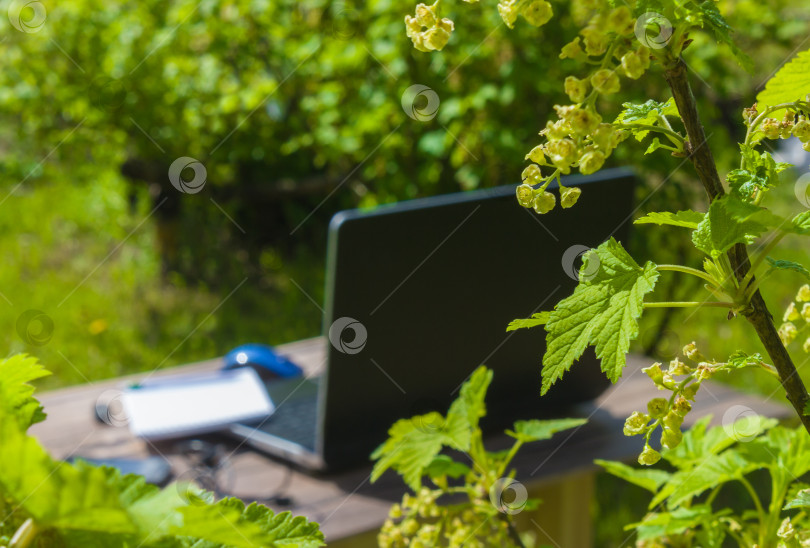 Скачать Работайте за ноутбуком на свежем воздухе. Работайте вне офиса, в своем саду. фотосток Ozero