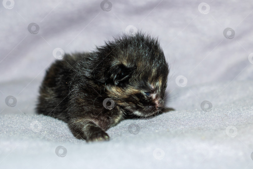 Скачать Маленькая кошачья кошка с усами отдыхает на белом одеяле фотосток Ozero