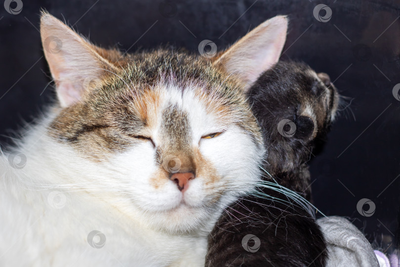 Скачать Крупный план спящей кошки с закрытыми глазами и мехом фотосток Ozero