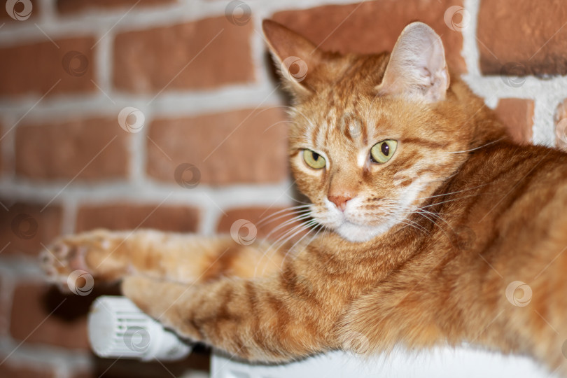 Скачать Хищная кошка семейства кошачьих с палевой шерстью, лежащая на батарее отопления на фоне кирпичной стены фотосток Ozero