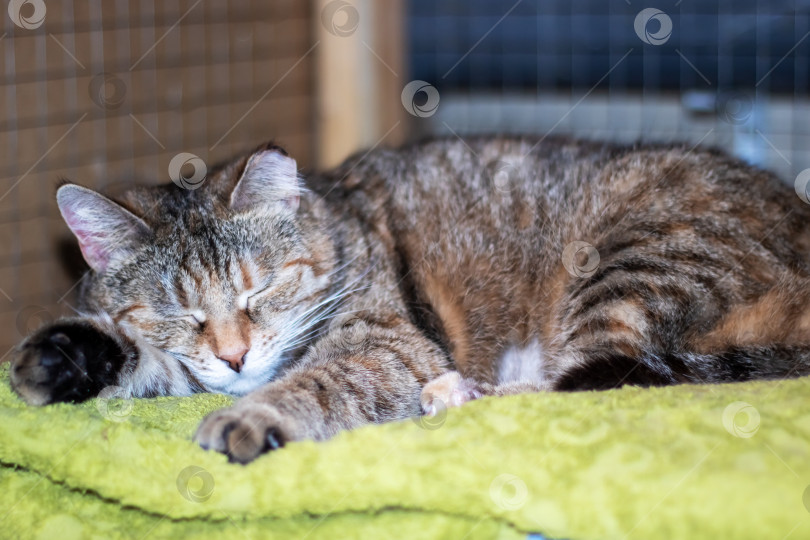 Скачать Маленькая трехцветная кошечка спит в кроватке фотосток Ozero