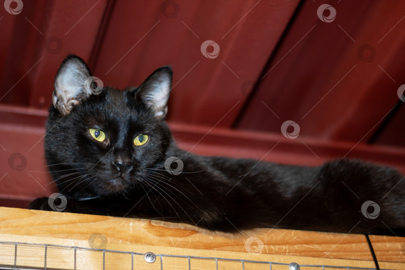 Скачать Бомбейский кот с желтыми глазами лежит на деревянной полке фотосток Ozero