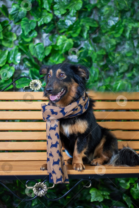 Скачать Пастушья собака с палевой шерстью сидит на скамейке в шарфе фотосток Ozero