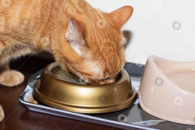 Скачать Кошачьи едят из посуды на сервировочном подносе фотосток Ozero
