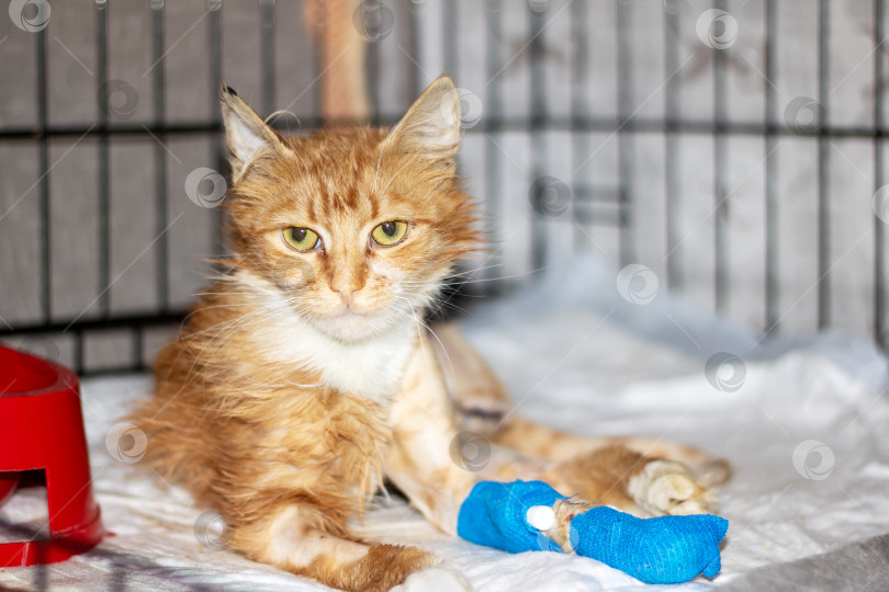 Скачать Раненый кот с оранжево-белой шерстью и синей повязкой на лапе. фотосток Ozero