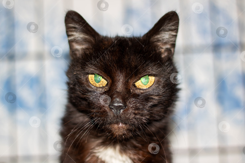 Скачать Домашняя короткошерстная кошка с черной шерстью и зелеными глазами, смотрящая в камеру фотосток Ozero
