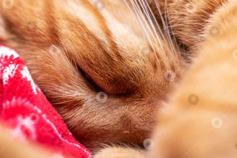 Скачать Крупный план хищника семейства кошачьих, кошка, уютно дремлющая на красном одеяле фотосток Ozero