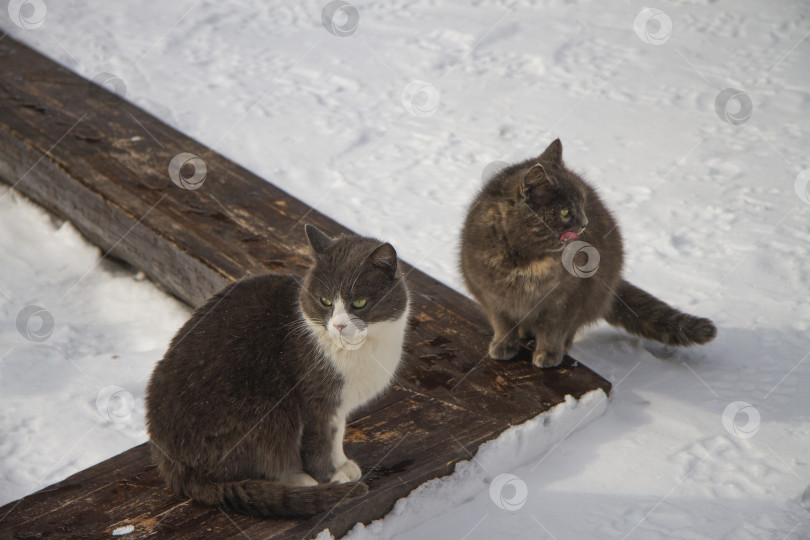 Скачать Кот и кошка на улице зимой фотосток Ozero