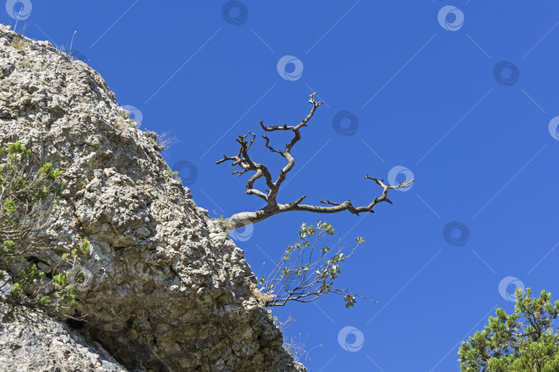 Скачать Высохшая реликтовая сосна на фоне безоблачного неба. фотосток Ozero