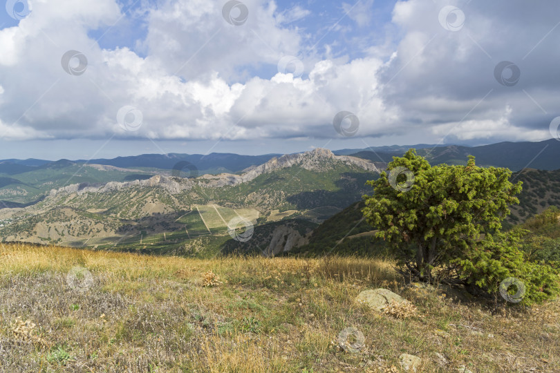 Скачать Можжевельник на вершине горы. Крым. фотосток Ozero