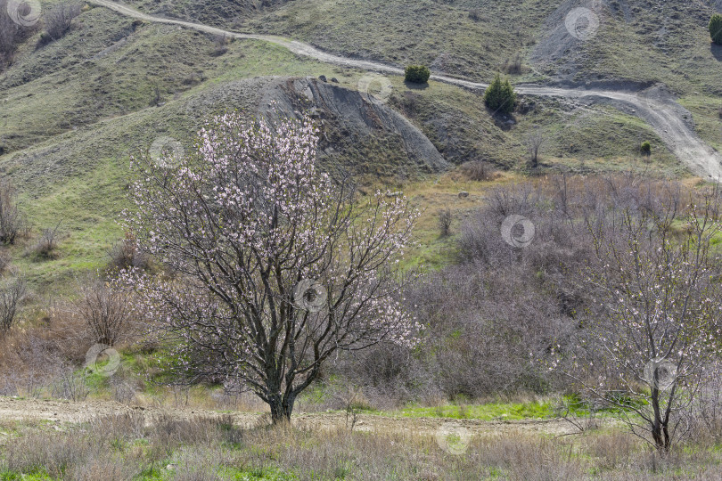 Скачать Цветущее миндальное дерево в горах. Крым. фотосток Ozero