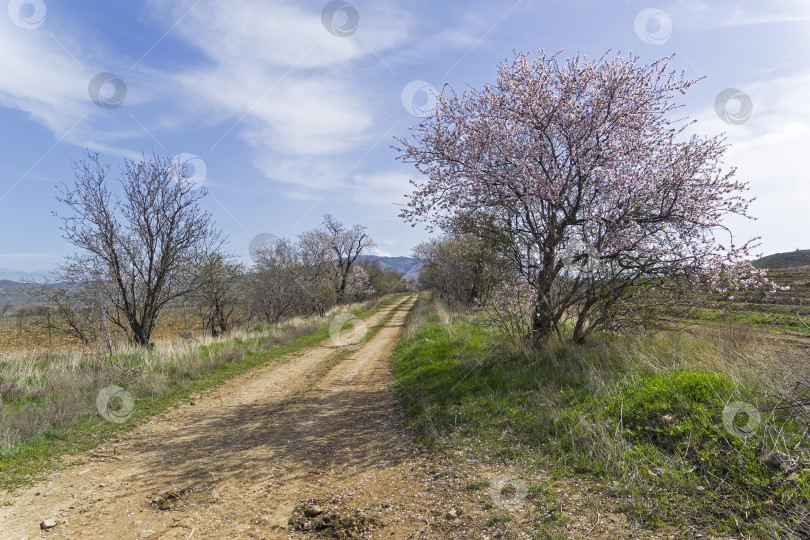 Скачать Цветущие миндальные деревья по обочинам проселочной дороги. Крым. фотосток Ozero