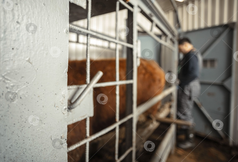 Скачать армер скрупулезно управляет ветеринарным желобом, надежно закрепляя скот для проведения рутинных процедур, демонстрируя приверженность к безопасности и благополучию животных фотосток Ozero