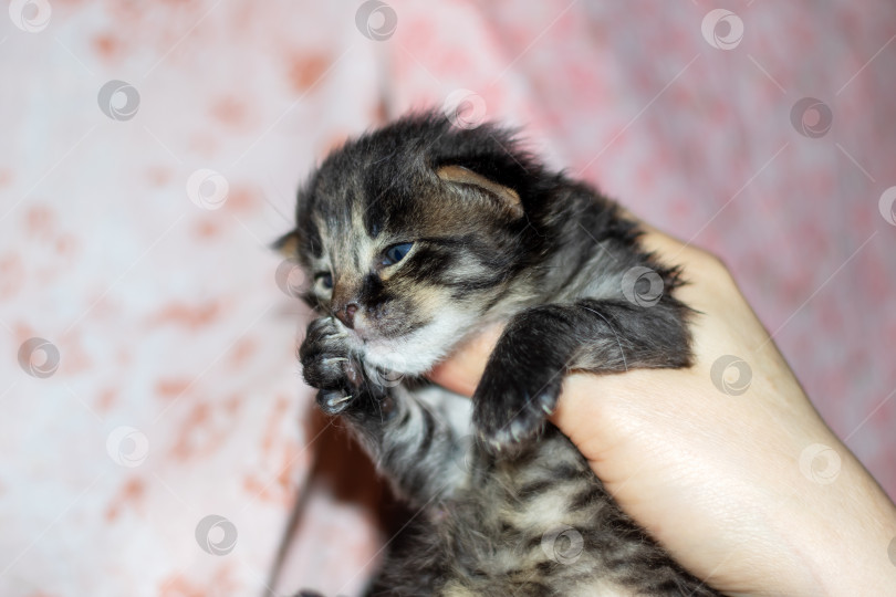 Скачать Человек, держащий в руках маленького кошачьего котенка с палевой шерсткой, усами и хвостом фотосток Ozero