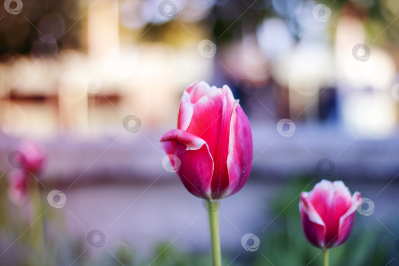 Скачать Крупный план розово-белого тюльпана в природном ландшафте фотосток Ozero