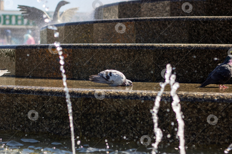 Скачать Морские птицы сидят на ступеньках фонтана с видом на водоем фотосток Ozero