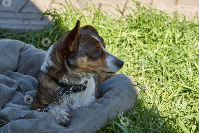 Скачать Собака лежит во дворе дома на лужайке и греется в лучах весеннего солнца. фотосток Ozero
